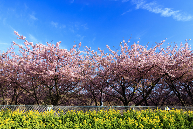 【2026】開花スタート！神奈川の「河津桜」名所＆穴場15選　桜祭りや菜の花コラボも
