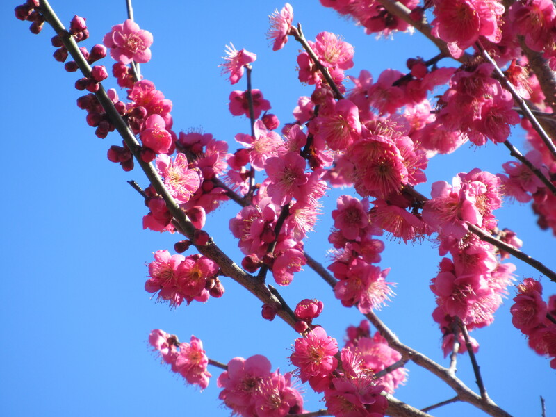 【2026】修善寺梅林の梅開花情報（2026年2月5日更新）