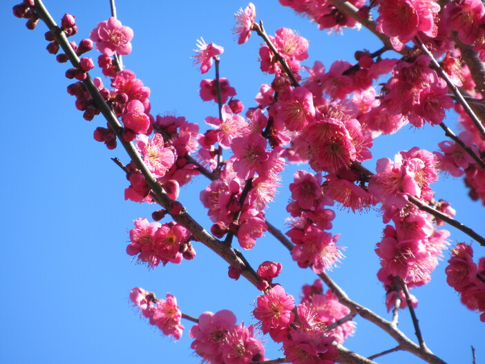 【2026】修善寺梅林の梅開花情報（2026年2月5日更新）