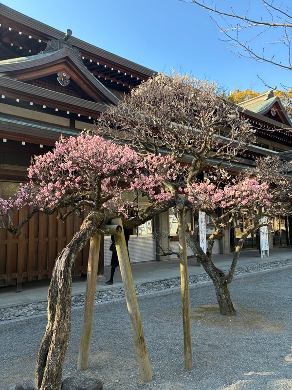 【2026】三島市「三嶋大社」梅開花情報（2026年2月2日更新）