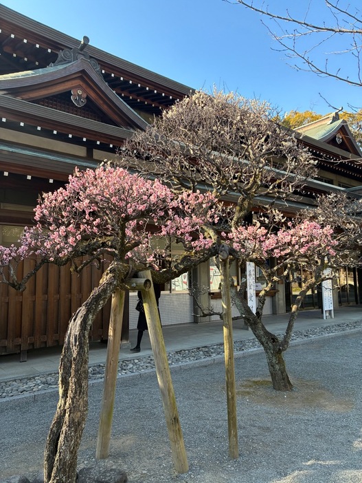 【2026】三島市「三嶋大社」梅開花情報（2026年2月2日更新）