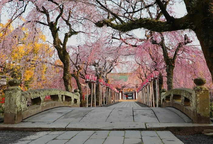 【2026】三島市「三嶋大社」桜開花情報（2026年2月2日更新）