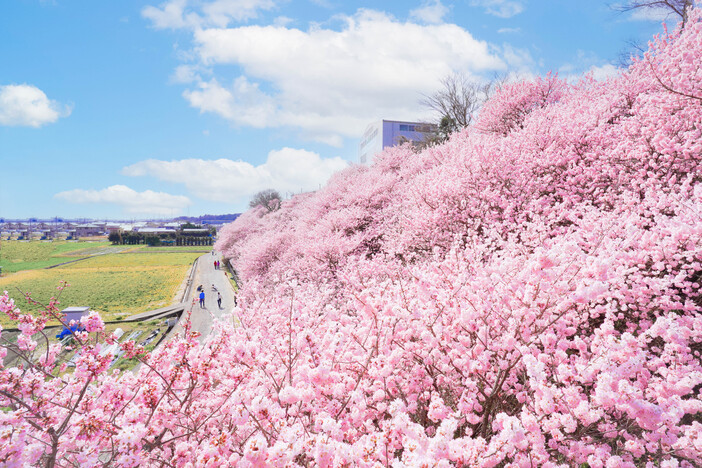 卒業を祝う桜「春めき」が見頃！2026南足柄市＆周辺お花見名所6選