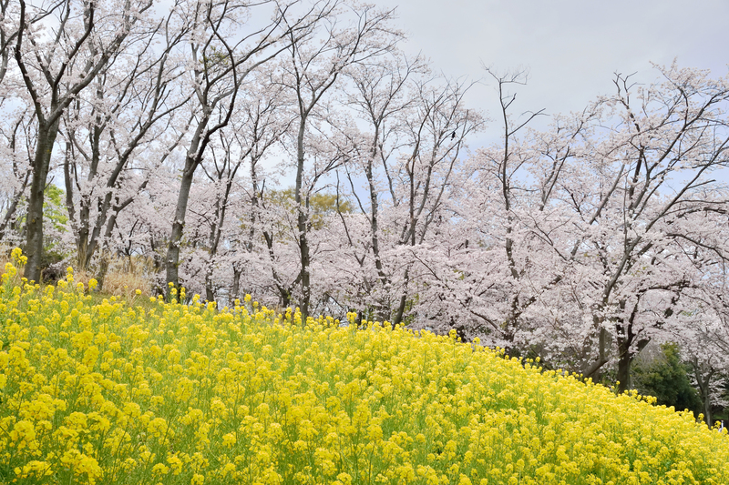 【2026神奈川】いよいよ見頃！「駅から徒歩15分以内」の菜の花畑4選　富士山・桜との共演も満喫 