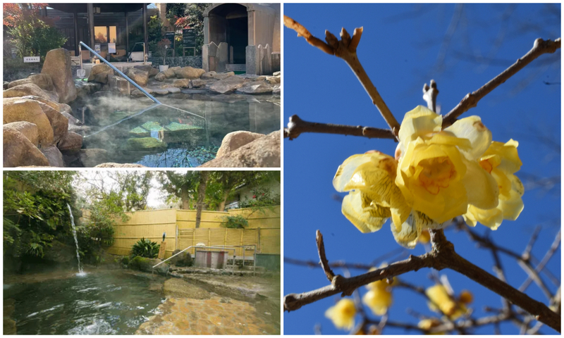 【2026】今が見頃！厚木市・「飯山ロウバイの丘」＆周辺日帰り温泉3選　都内からの日帰り旅行にも◎