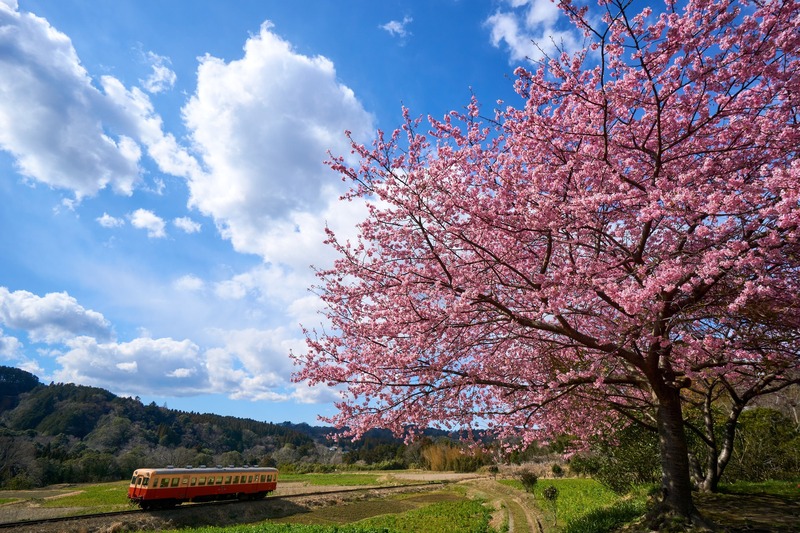 【2026最新】まもなく開花！千葉県の「河津桜」名所と穴場12選 見頃や桜祭りの情報＆菜の花と共演も