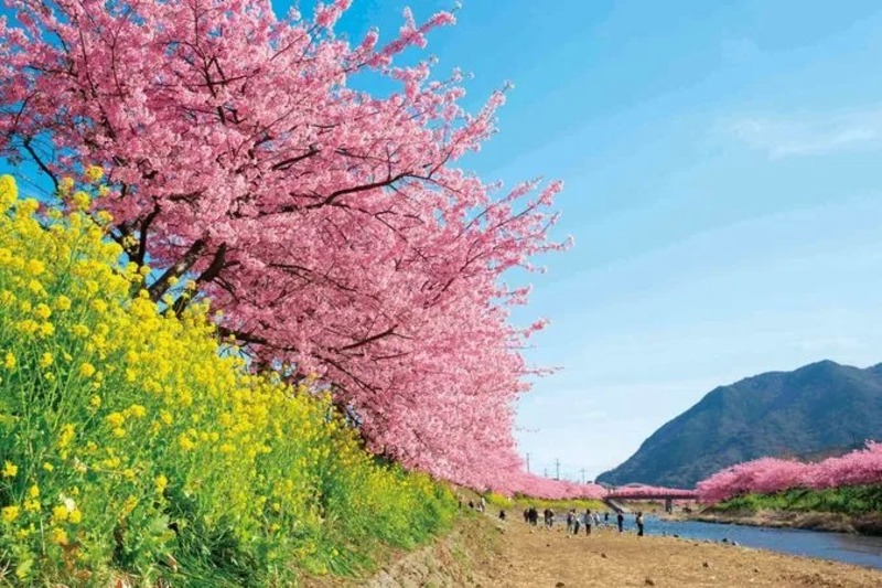 【2026】まもなく見頃！静岡の「河津桜」名所と穴場12選 見頃や桜まつり・菜の花と共演も