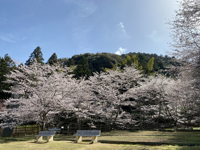 【2026】大阪府阪南市「山中渓」桜開花情報（2026年2月4日更新）