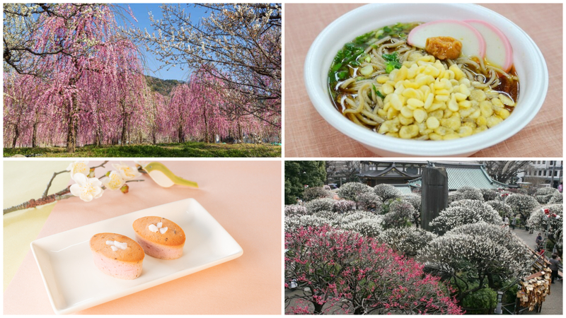 【関東】いよいよ開幕！2026年2月7日・8日の今週末に楽しめる「梅まつり」12選　親子向け＆グルメ満喫