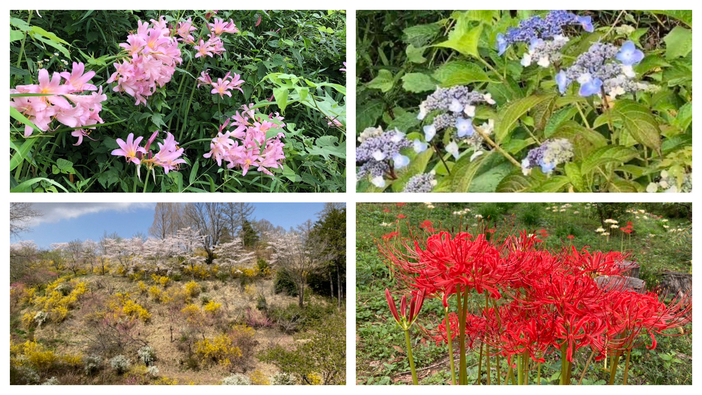 樹の花自然園 花の山