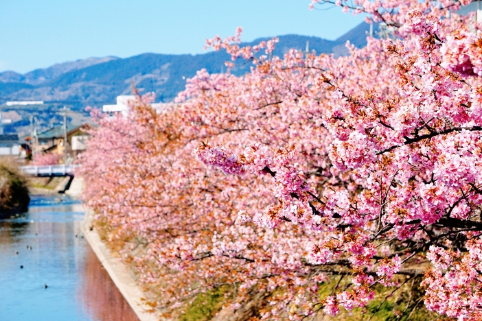【2026神奈川】河津桜はまもなく見頃！「駅から徒歩15分以内」の早咲き桜名所9選　おかめ桜＆春めきも！