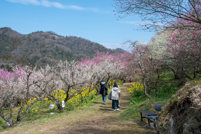 【2026】開花スタート！四国の「梅の絶景名所・梅園・梅林」10選　梅まつりも満喫<br/>