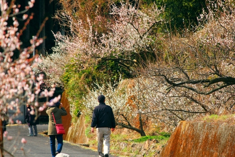 【2026】開催スタート！四国のおすすめ梅まつり5選　親子で楽しめる見どころも紹介<br/>