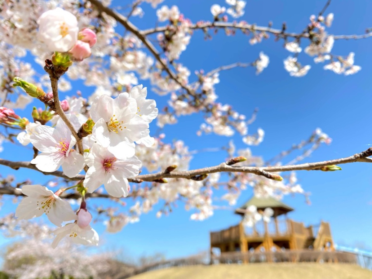 第一三共なかさと公園桜まつり（2026年） | 46店舗のキッチンカーと