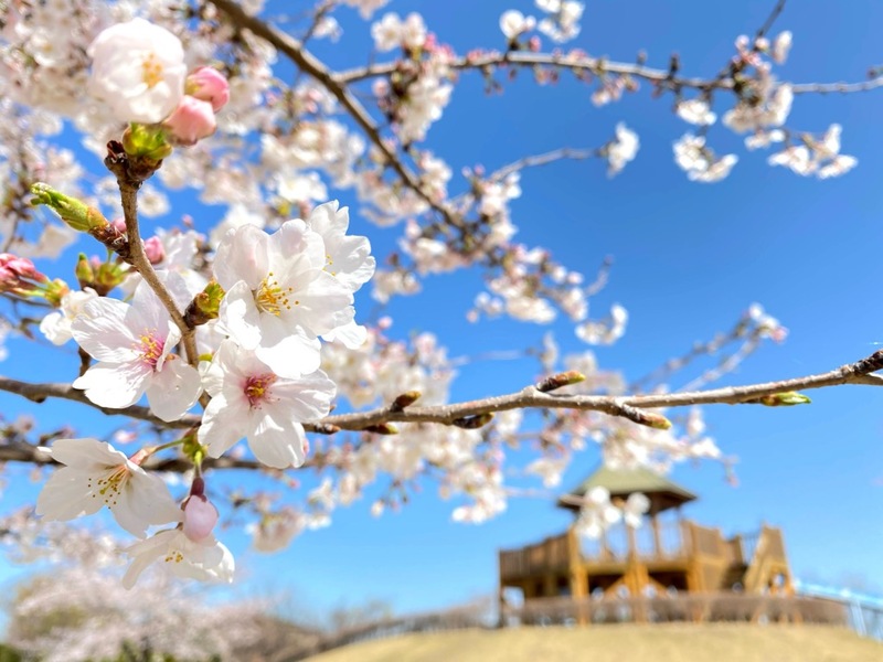 46店舗のキッチンカーと夜桜ライトアップ「第一三共なかさと公園桜まつり」2026年開催情報