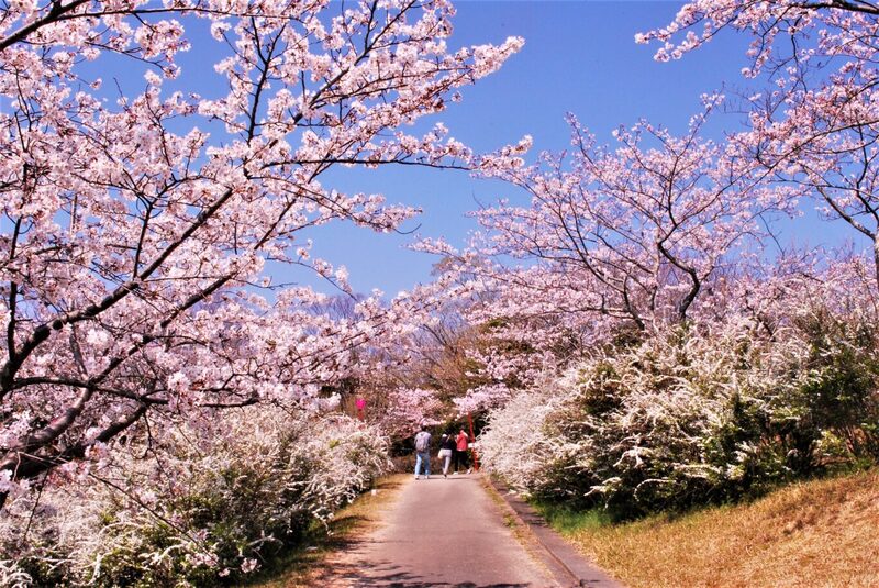 【和歌山・白浜】2000本の桜が圧巻！平草原公園桜まつり3月29日開催、夜桜ライトアップも