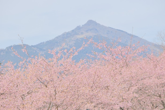 いばらきフラワーパーク　桜フェスタ
