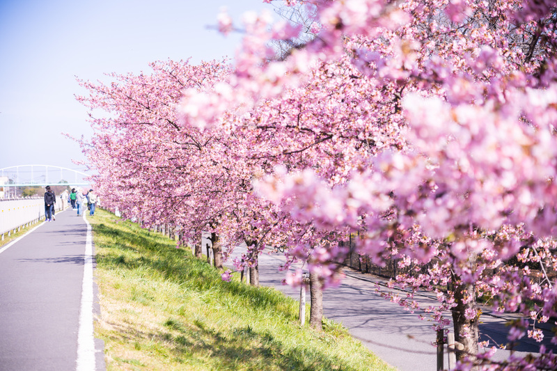 【2026】まもなく見頃！埼玉の「河津桜」名所＆穴場7選　菜の花とのコラボ絶景も