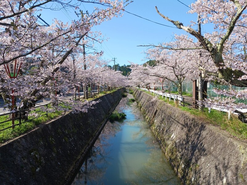 【石川・加賀】4月上旬が見頃！「熊坂川の桜並木」約1kmに200本の桜とぼんぼり夜桜が楽しめる