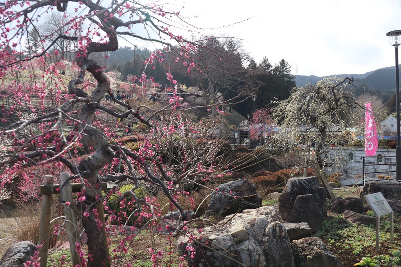 【青梅市】「吉野梅郷梅まつり」全伐採から復活！1,200本の絶景　グルメマルシェや観梅市民まつりも