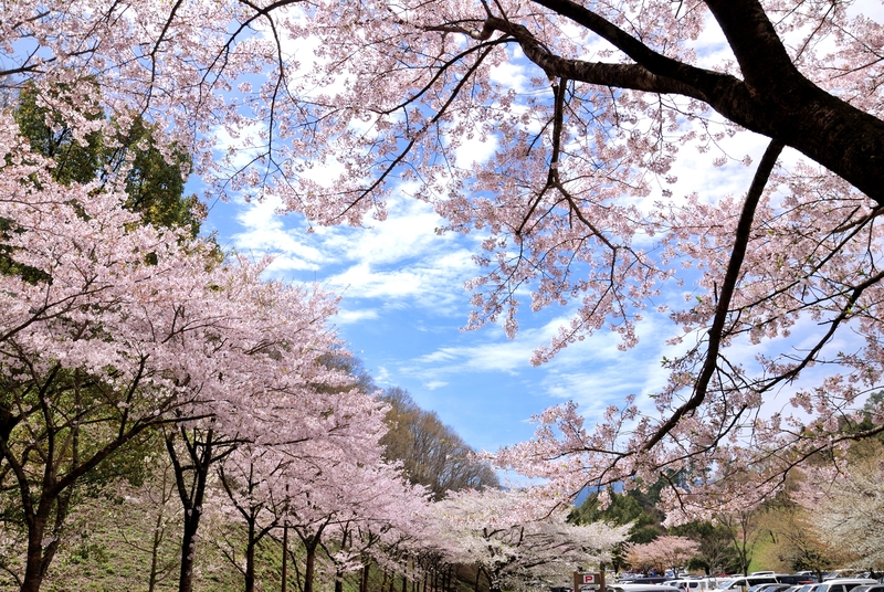 【徳島県神山町】神山森林公園イルローザの森さくら祭｜県下最大規模3000本の桜と絶景パノラマ