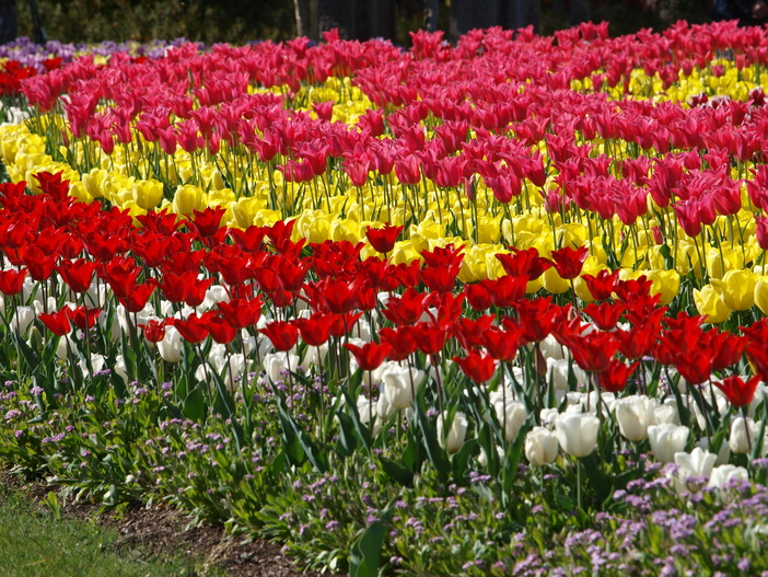 兵庫県立フラワーセンター　チューリップまつり2026