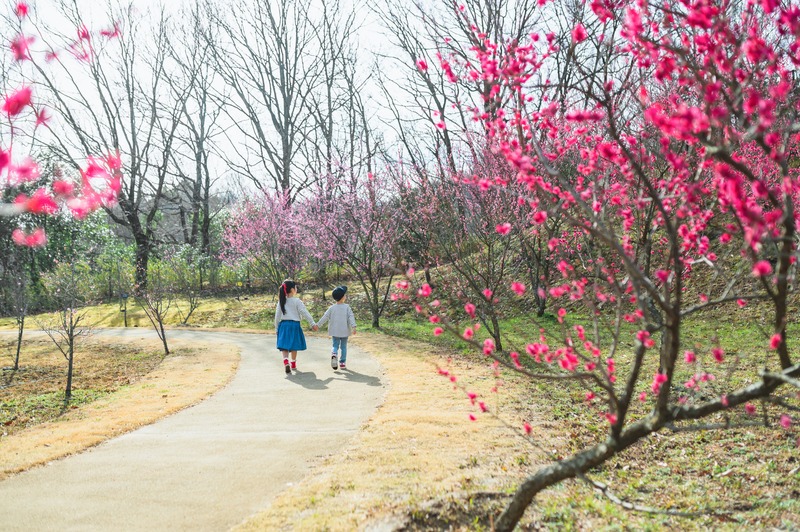 ロウバイやウメが見頃！早春の花々を楽しむ「早春フェスタ」が香川県まんのう町で開催中