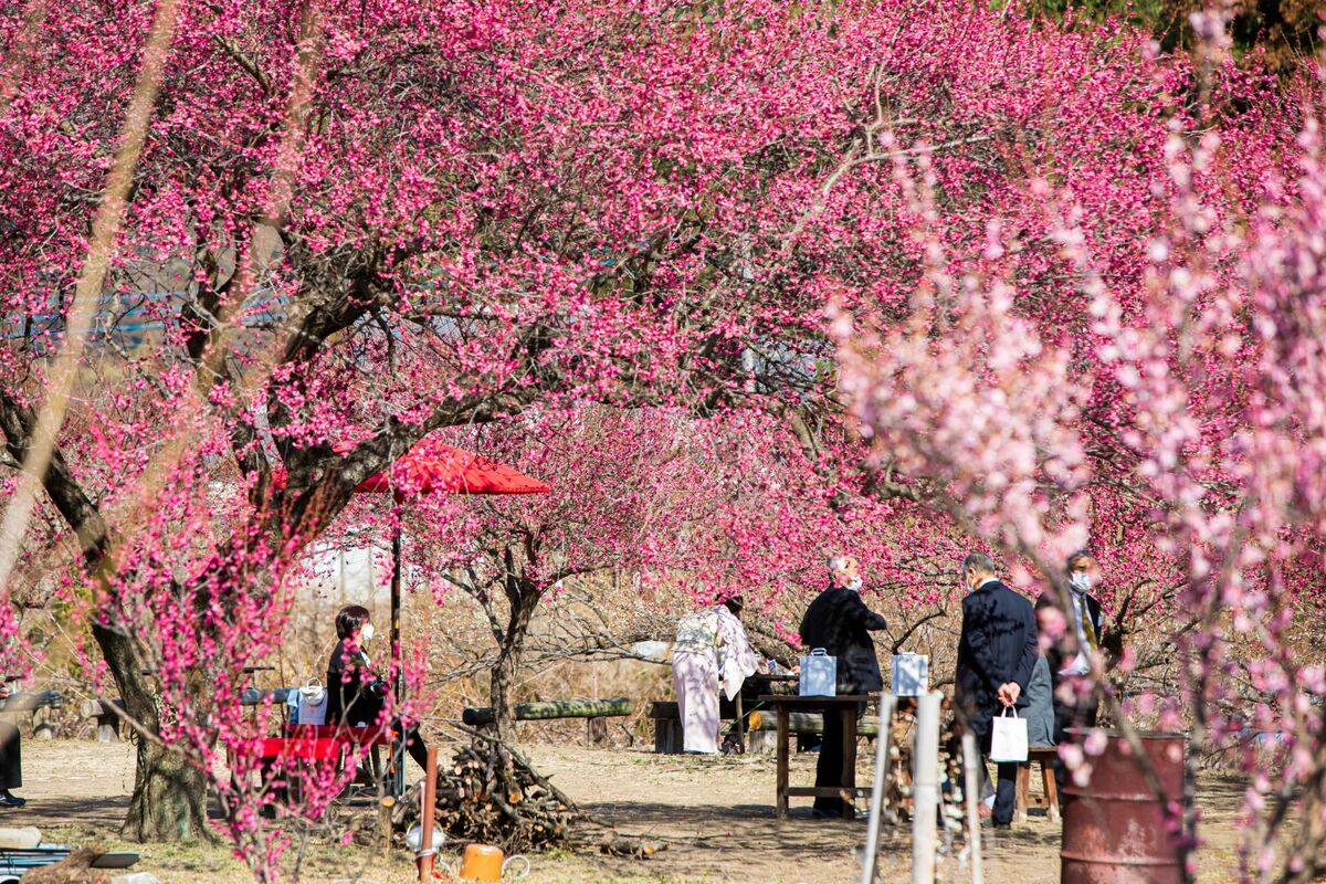 2026】「ぐんま三大梅林」で絶景めぐり！梅の名所で梅まつり＆梅グルメ