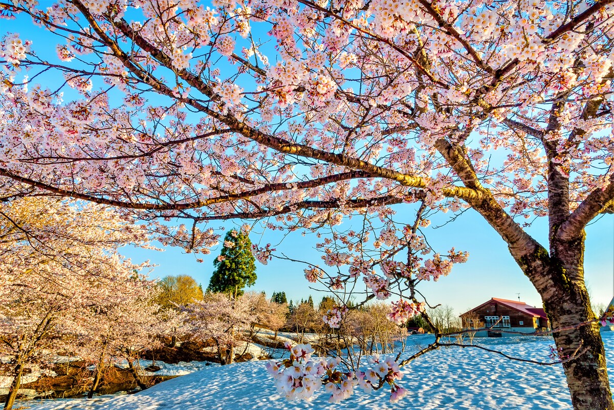 large_setujousakura_1_.jpg