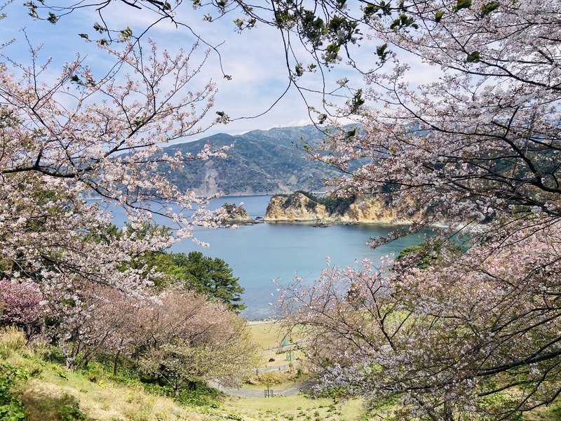 海と山と桜が一度に楽しめる！静岡県西伊豆町「黄金崎さくらまつり」開催情報