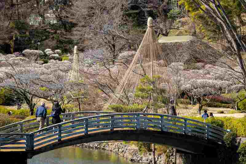 【町田】梅林に紅白の梅200本が咲き、梅にまつわるメニューも味わえます