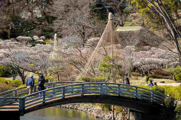 町田薬師池公園四季彩の杜 薬師池 梅まつり（2026年）