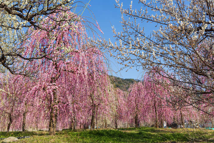【2026最新】今が見頃！関東の「しだれ梅」の名所5選　早春の絶景＆梅まつり情報も