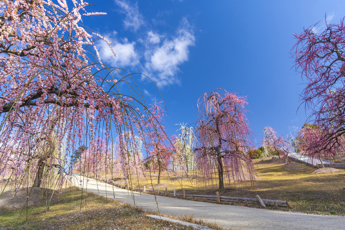 【2026最新】今が見頃！関西の「しだれ梅」の名所5選　絢爛豪華な早春の絶景＆梅まつり情報も