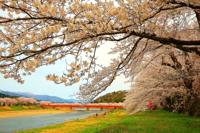 【秋田・角館】桜のトンネルが続く桧木内川堤｜樹齢90年超・400本のソメイヨシノ