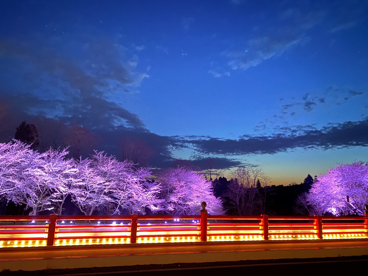 large_大谷川夜桜ライトアップ_