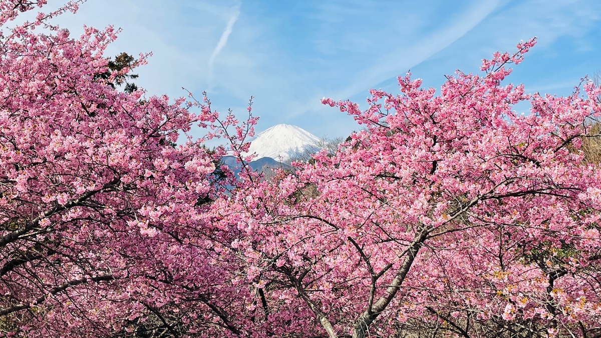 第27回まつだ桜まつり（2026） | 今が見頃！神奈川「第27回まつだ桜