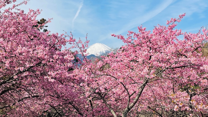 今が見頃！神奈川「第27回まつだ桜まつり」開催情報　ミニSL運行＆菜の花とのコラボも