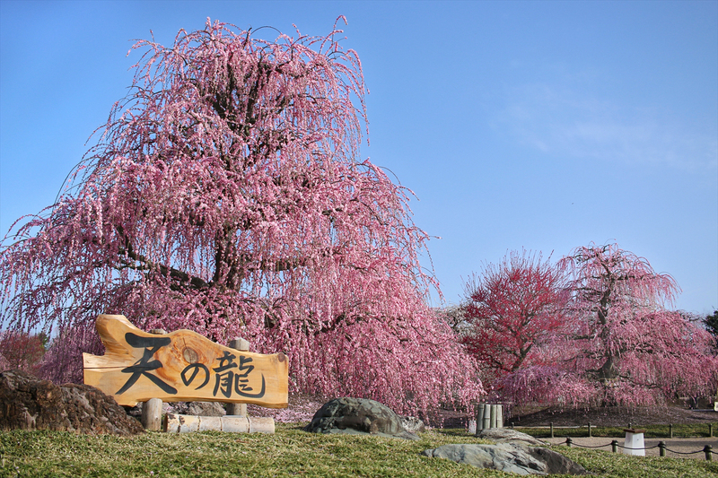 いよいよ開幕！鈴鹿の森庭園「しだれ梅まつり2026」日本最古の呉服しだれ＆ライトアップイベントも
