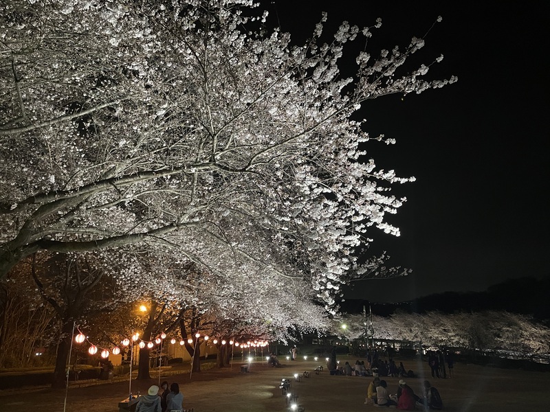 照明に照らされた幻想的な桜をお楽しみください。
