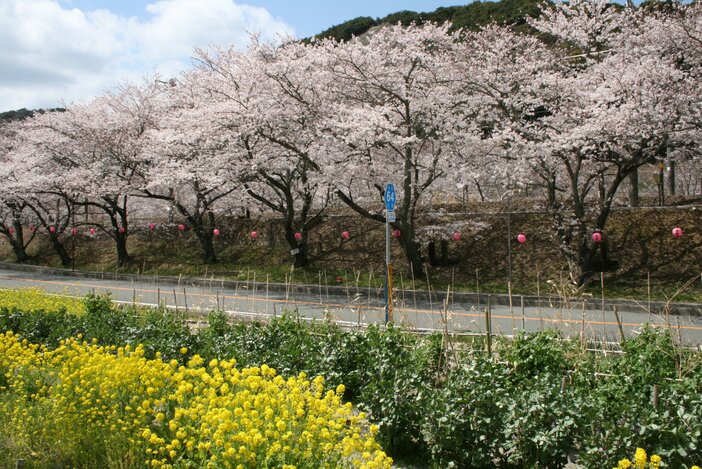 山中渓桜祭り2026