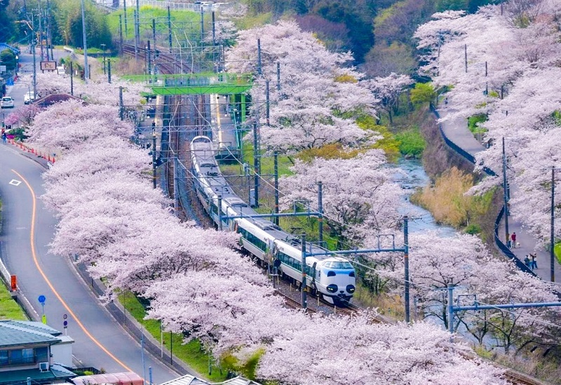 江戸時代の宿場町から桜の名所へ復活！大阪府阪南市「山中渓の桜並木」の見どころ