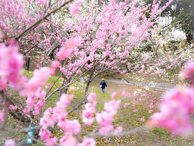6,000本の梅が咲き誇る！愛知「佐布里池梅まつり」見どころ＆開催情報　グルメや子供の遊び場も充実
