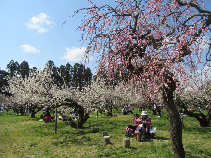 横芝光町 坂田城跡 天空の梅まつり2026