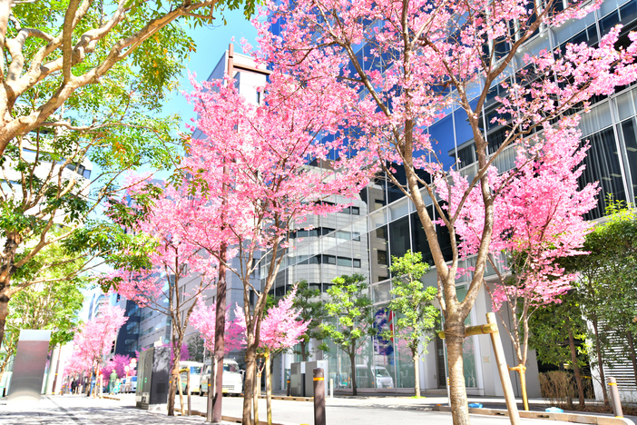 【2026】早咲き桜「おかめ桜」いよいよ見頃へ！東京・神奈川の名所・穴場6選