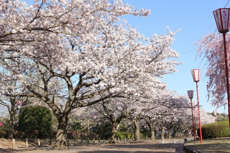 約200本のソメイヨシノと幻想的なライトアップ！茨城県東海村「第34回東海さくらまつり」開催情報