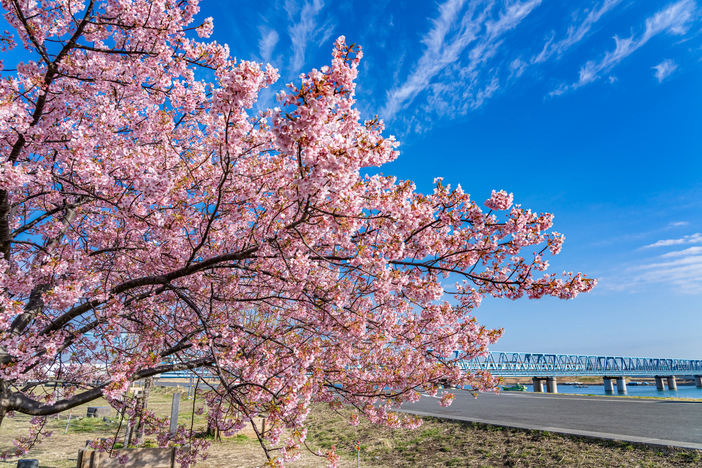 【2026千葉】いよいよ見頃！「駅から徒歩15分以内」の河津桜名所6選　桜まつり情報も！
