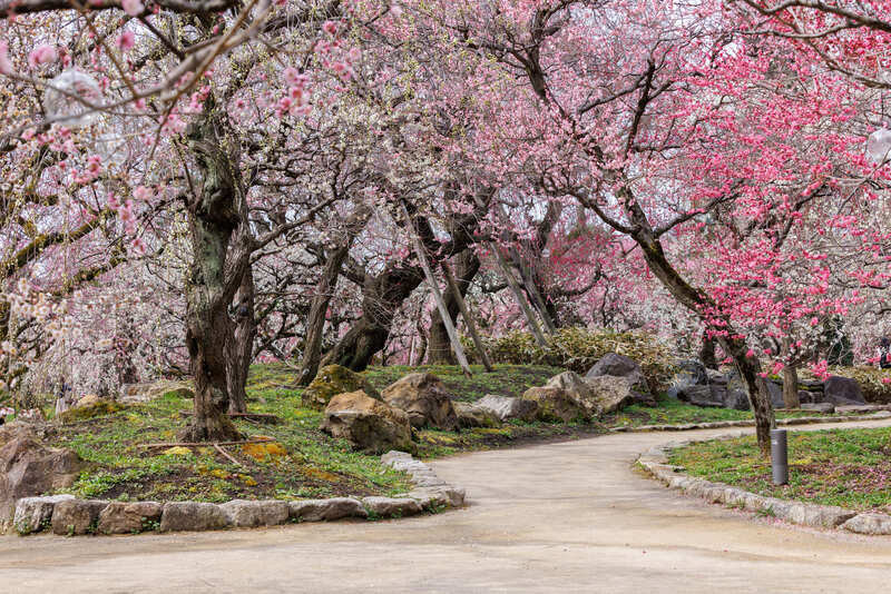 【2026】2月25日開催！京都「北野天満宮 梅花祭」1,500本の梅と野点・絶景ライトアップも