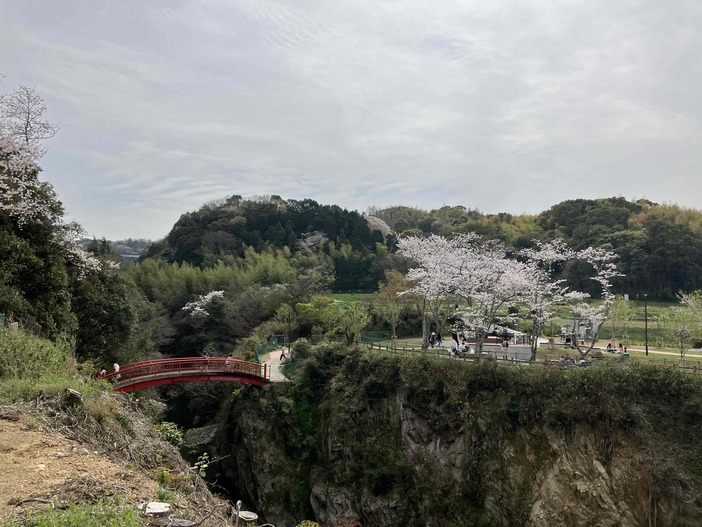 大井関桜まつり（2026年）