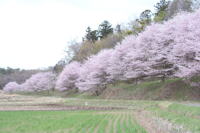 小江川1000本桜